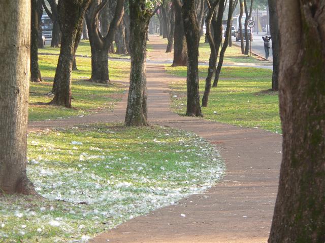 Pathway through trees