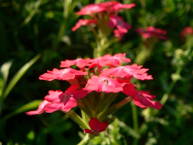Red flowers