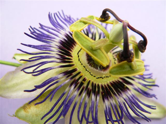 Purple flower