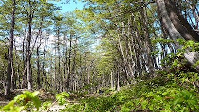 Green pathway