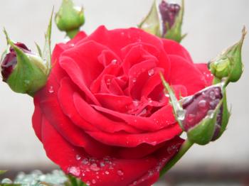 red rose