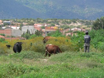 Cow herder