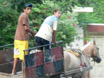 kids on horse and cart