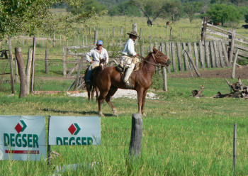 the gauchos