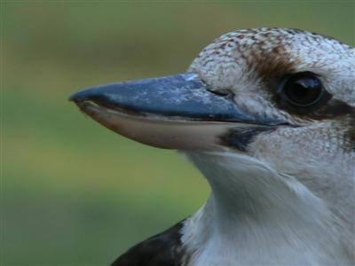 kookaburra