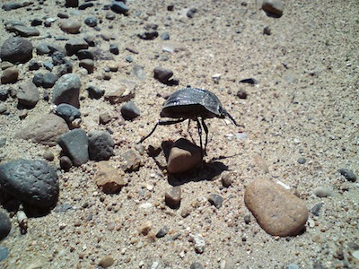Strange bugs wandering the creek bed.