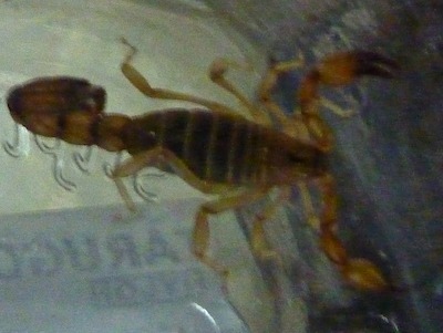 The scorpion we found