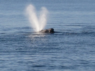 Whale blowing air