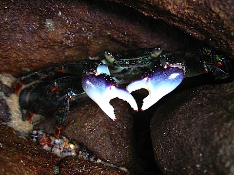 Rock Crab
