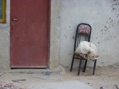 sleeping dog