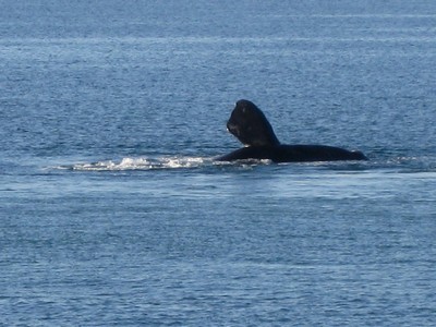 Whale side fin