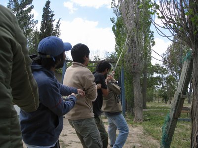 Felling Trees