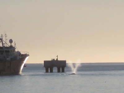 A whale seen from the beach