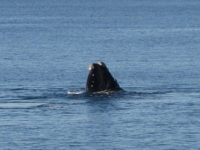 Whale nose