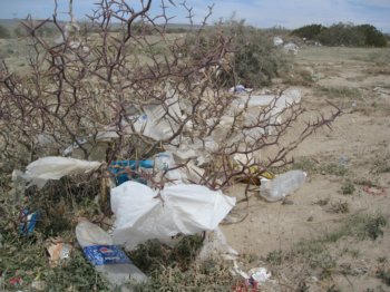 Plastic bag bushes
