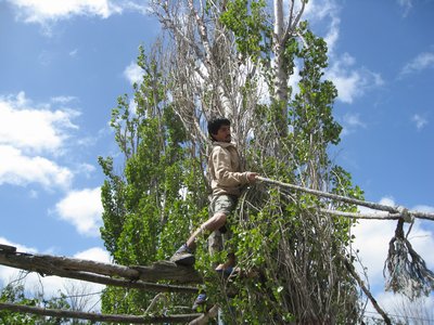 Getting the rope into position on the tree