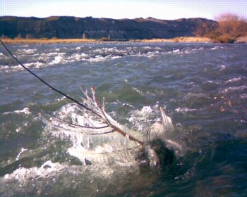 Frozen ice on a branch in the river