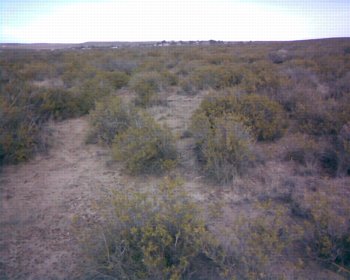 The Quintas through thorn bushes