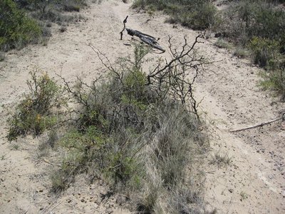 Thornbush